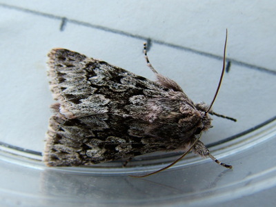 Early Grey
